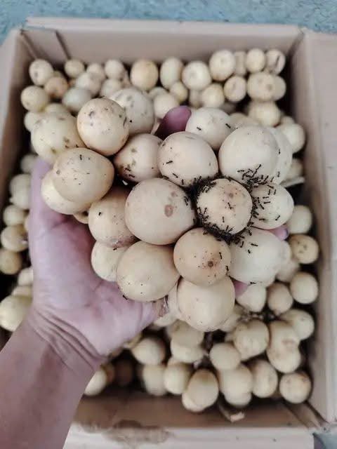 Fresh Lanzone